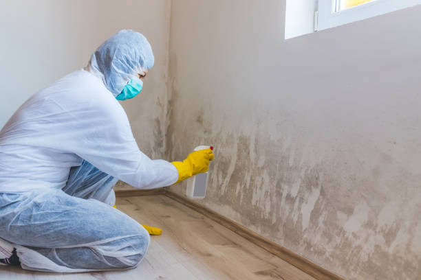 Certified Mold Removal in Metamora, IL