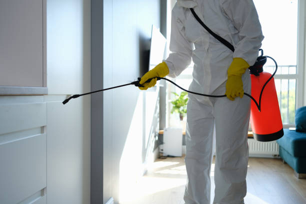 Best Attic Mold Removal  in Metamora, IL