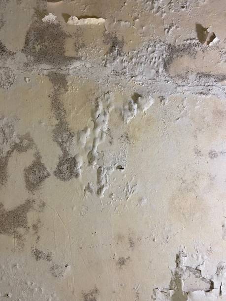 Best Mold Testing  in Metamora, IL