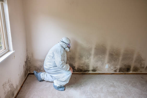 Best Mold Damage Repair  in Metamora, IL