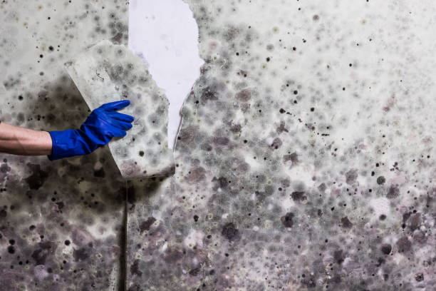 Best Crawl Space Mold Removal  in Metamora, IL