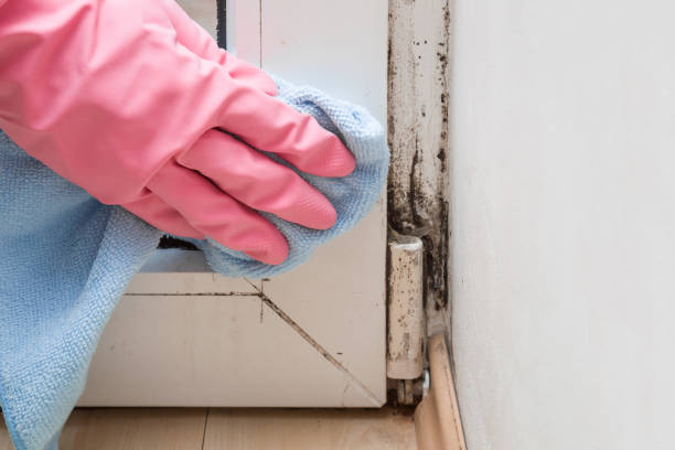 Best Certified Mold Removal  in Metamora, IL