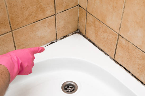 Best Home Mold Removal  in Metamora, IL